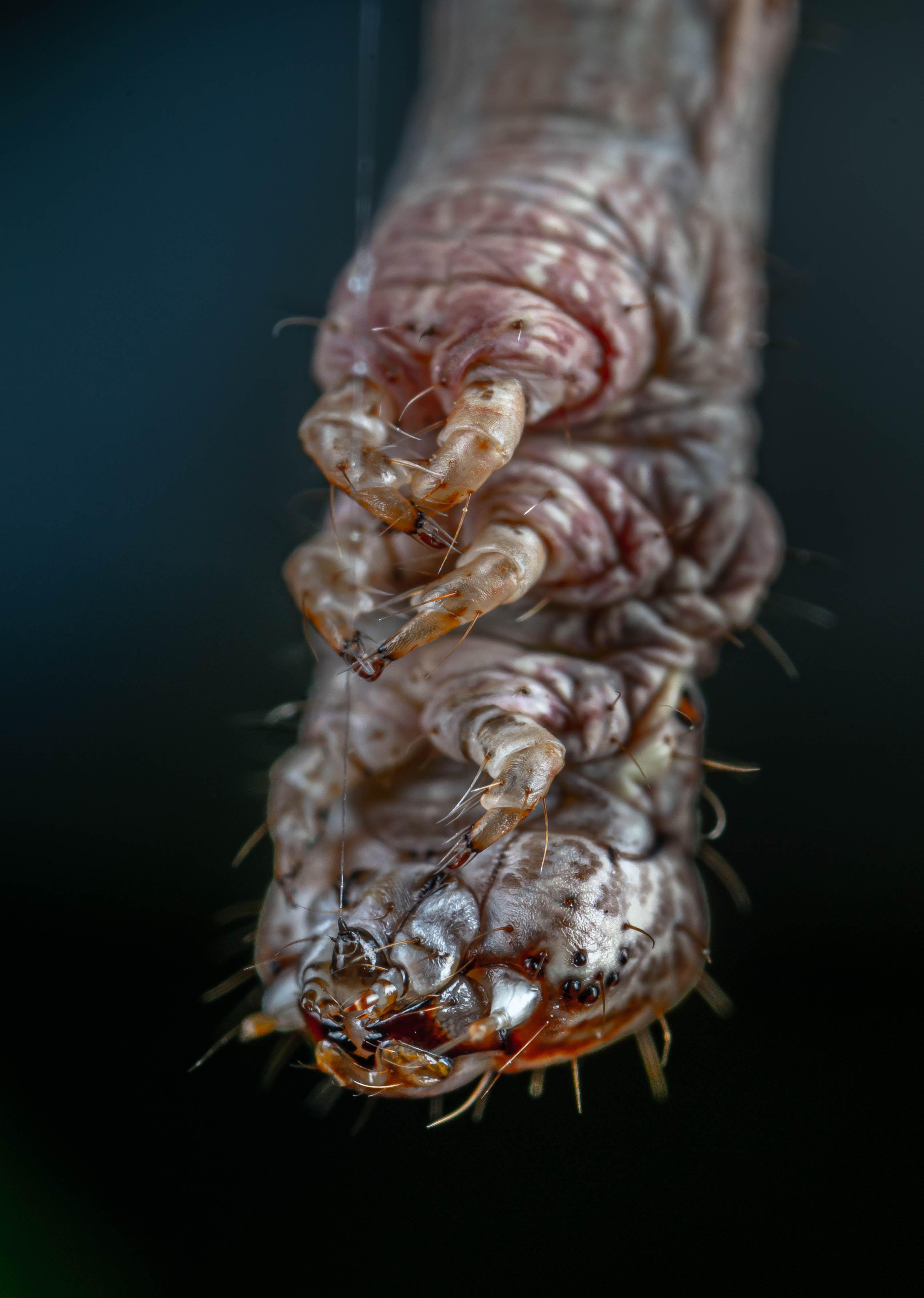 BSF larvae macro close-up